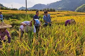 割稻谷、打稻谷……泉州这所学校师生走进了田间地头图片