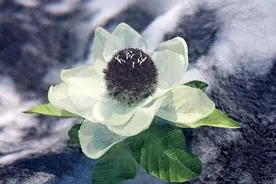 邹中海//你是一朵天山上的雪莲//文鑫杯453图片