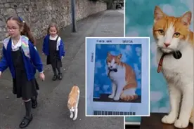 英国一只宠物猫爱上学 还拥有专属“学生照”图片