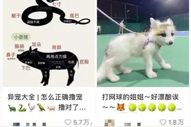 网购银环蛇当宠物？不是什么宠物都能养图片