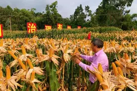 亩产超829公斤 西南首个国家审定绿色高效玉米品种测产获丰收图片