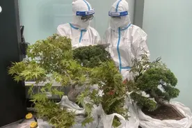 入境行李箱中竟装盆栽！青岛海关查获6棵鲜活植物盆栽图片