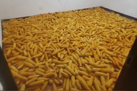 贵州一地惊现“玉米大盗”，偷了1.5吨玉米藏家中图片