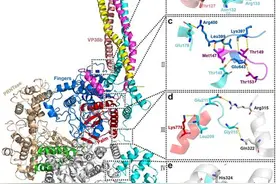 揭开埃博拉病毒“复制机器”的面纱图片