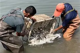 武昌区将3万余条被困江鱼放归长江主河道图片