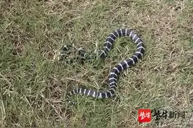 女孩网购毒蛇被咬身亡父母索赔172万元，卖家、二手平台、快递公司谁该担责？图片