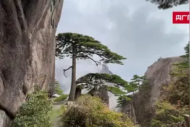 迎客松“卫士”图片