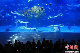 国庆假期 重庆海洋公园“美人鱼”表演吸引游客图片