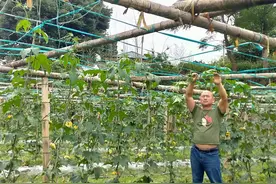 我的十年｜花光十年积蓄创业失败后回村种菜，如今我成了蔬菜专家图片