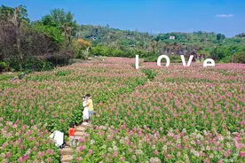 国庆假期好去处 凤凰花海醉蝶花与粉黛等你来打卡图片
