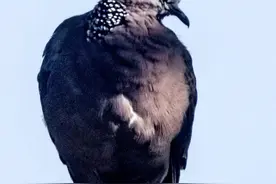 国庆影吧｜窗外的珠颈斑鸠，咕咕的鸣叫声悦耳动听图片