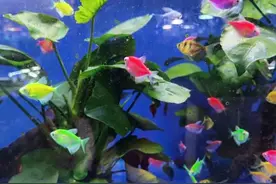 鸡、鸭重进家门，万把块一只宠物鸭，依然有价无市图片