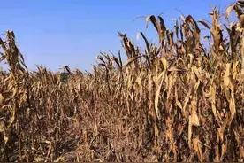 老家玉米因干旱大量减产，地里的水井为何没发挥作用？图片