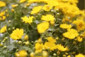 四大名著里的重阳故事，你了解吗？图片