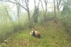 保护与研究并重 大熊猫保护10年来取得重大成效图片