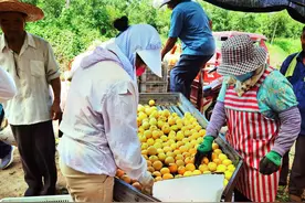 山东蒙阴果园托管助蜜桃产业发展图片