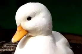 鸡、鸭重进家门，万把块一只宠物鸭，到底有市场吗？图片