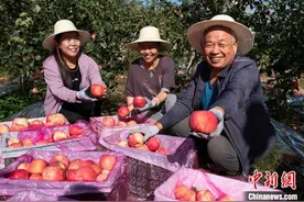 山西大宁：科技赋能打造“苹果经济”助推乡村振兴图片