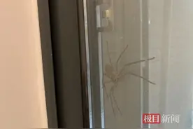 家中多次出现巴掌大蜘蛛，医生：大多数蜘蛛无毒但不要擅自抓它图片