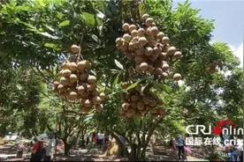 越南龙眼季节收获忙 中国市场助当地果农走上致富大道图片