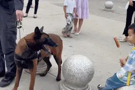 上班警犬眼馋小朋友手中烤肠，馋得流口水！训导员：下班安排图片