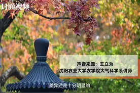 白露和寒露有何不同？｜民俗日历·二十四节气图片