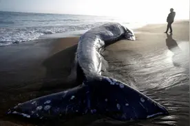 美研究：北美西海岸灰鲸数量今年为史上最低 曾濒临灭绝图片