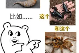 盘点近年海关截获的入侵“异宠”：大蚂蚁、长翅蟑螂、巨人蜈蚣图片