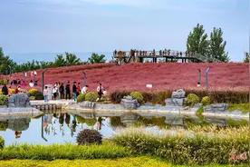 河南三门峡：粉黛花海醉游人图片