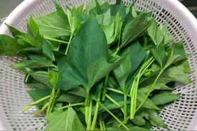 金秋吃点红薯叶，营养不比红薯差！这4种吃法，越吃越上瘾图片