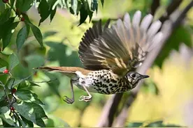 青未了｜“一唱雄鸡天下白”追踪图片