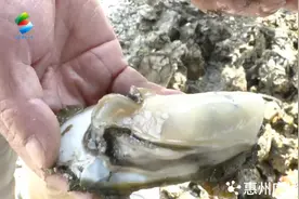 惠州：惠东铁涌“大白蚝”上市了图片