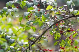 好景山东｜抓拍！济南森林公园迎“新客”，红胁绣眼鸟萌动又可爱图片