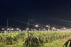 【农业人才】恩平市：那吉镇有个“果园夫妻档”用心耕耘 结出幸福果图片