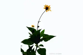 洋姜不是姜，作用响当当图片