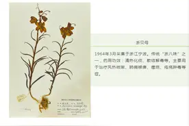 浙大五千份植物标本惊艳了时光图片