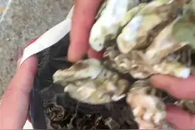 山东沿海“海货”旺季来临，有人连夜开车200公里赶海图片