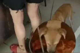 骑手曝光宠物狗舔食外卖包装，轻食店被罚1.5万元图片