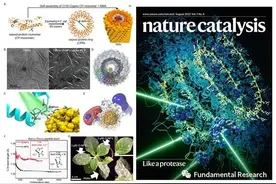 新型手性纳米农药 精准识别并高效杀灭烟草花叶病毒图片