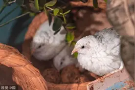 拳头大的芦丁鸡，怎么走红的？图片