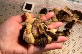 “世界上最小的鸡”走红网络，很多人在养，专家却这样说图片