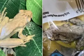 男子发现从超市买回来的香蕉里藏了一只树蛙图片