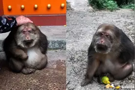 羊祜殿猴子成网红，你可知“山东人”羊祜曾是历史红人？图片