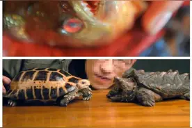 网售“异宠”，须防生物入侵风险图片