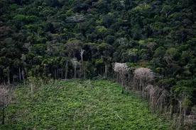 亚马孙森林砍伐率上月创下新高，相当于两个纽约面积森林流失图片