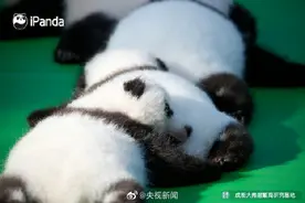 超治愈！熊猫宝宝睡姿好像复制粘贴图片