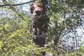 男子采松塔被气球带走上热搜 折射一个冷门行业的变迁图片