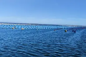 “美味生蚝”的背后有哪些科学知识？丨美丽南海图片