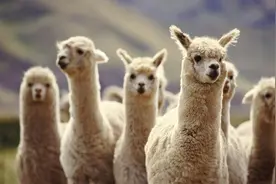 总台记者看世界丨在秘鲁，羊驼为什么被誉为“会走路的黄金”？图片