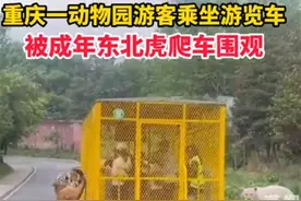 游客乘坐铁笼车遭东北虎围观，刺激之余莫忘安全图片